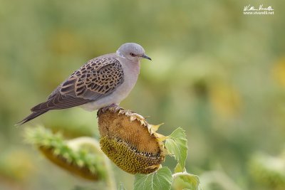 Tortora selvatica (Streptopelia turtur)