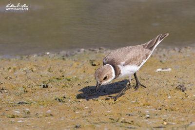 Corriere piccolo (Charadrius dubius)