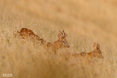 Capriolo (Capreolus capreolus)