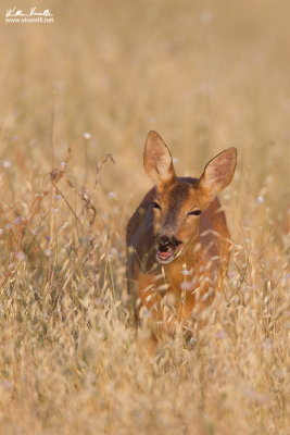 Capriolo (Capreolus capreolus)