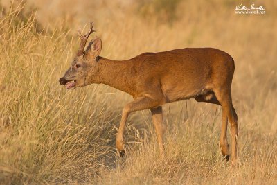 Capriolo (Capreolus capreolus)