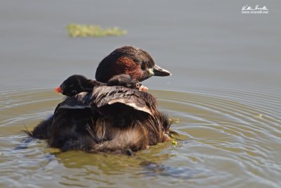 Tuffetto (Tachybaptus ruficollis)