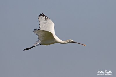 Spatola (Platalea leucorodia)