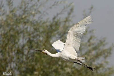 Spatola (Platalea leucorodia)