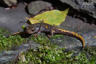 Geotritone italiano (Hydromantes italicus)