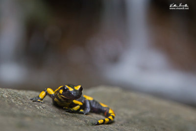 Salamandra pezzata (Salamandra salamandra)