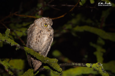 Assiolo (Otus scops)