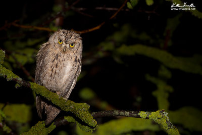 Assiolo (Otus scops)