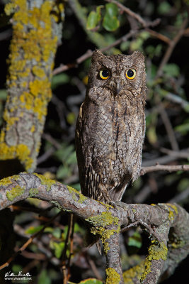 Assiolo (Otus scops)