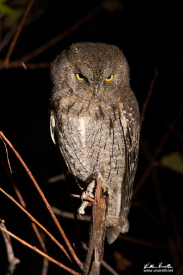 Assiolo (Otus scops)