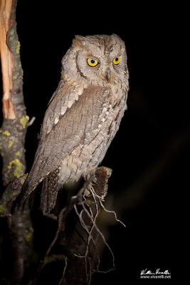 Assiolo (Otus scops)