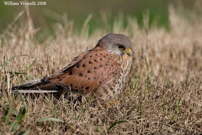 gheppio (Falco tinunculus)