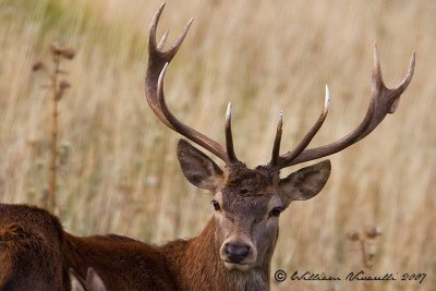 cervo (Cervus elaphus)