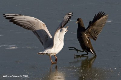 gabbiano comune (Larus ridibundus) gallinella d'acqua (Gallinula chloropus)