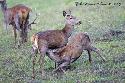 cervo (Cervus elaphus)