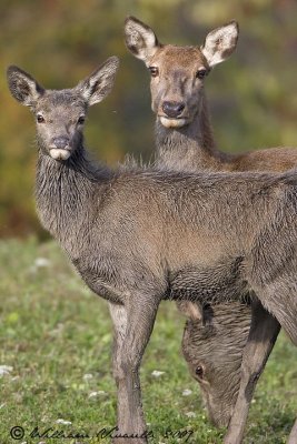 cervo (Cervus elaphus)