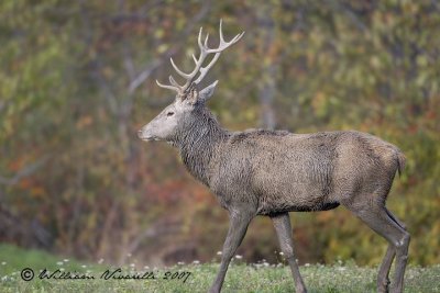 cervo (Cervus elaphus)