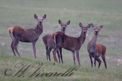 cervo (Cervus elaphus)