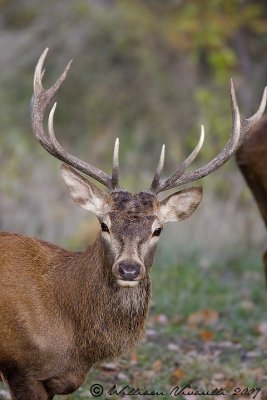 cervo (Cervus elaphus)