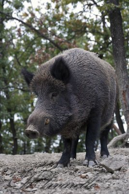 cinghiale (Sus scrofa)