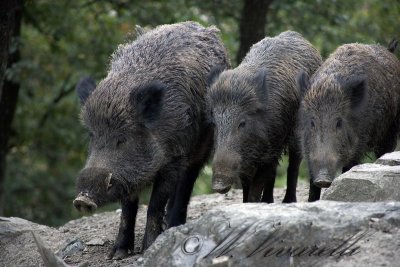 cinghiale (Sus scrofa)