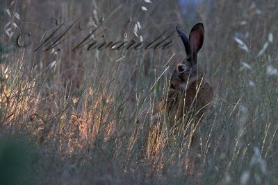 lepre comune (Lepus europaeus)