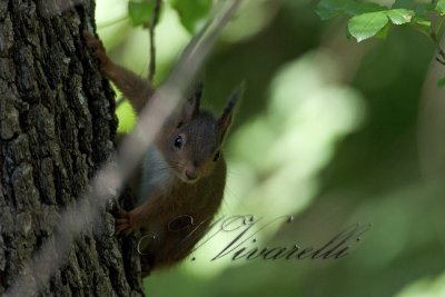 scoiattolo (Sciurius vulgaris)