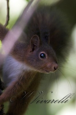 scoiattolo (Sciurius vulgaris)