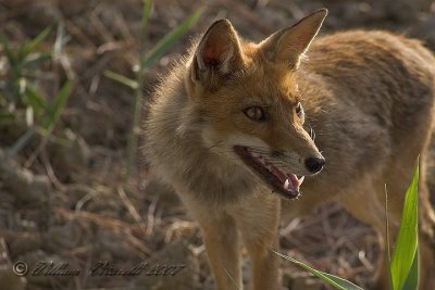 volpe (Vulpes vulpes)