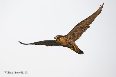 falco pellegrino( Falco peregrinus) 