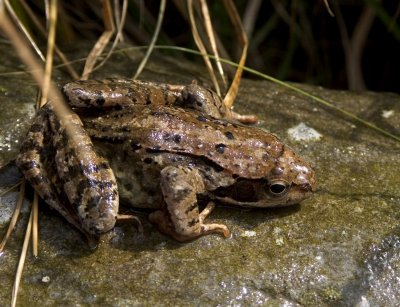 Rana rossa (Rana temporaria)