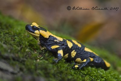 Salamandra pezzata (Salamandra salamandra)