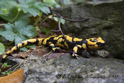 Salamandra pezzata (Salamandra salamandra)