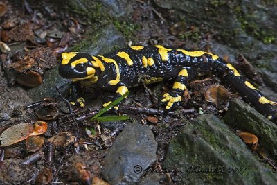 Salamandra pezzata (Salamandra salamandra)