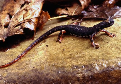 Salamandrina dagli occhiali (Salamandrina terdigitata)