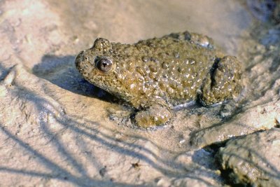 Ululone appenninico (Bombina pachypus)