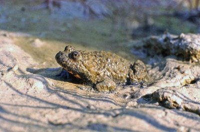 Ululone appenninico (Bombina pachypus)