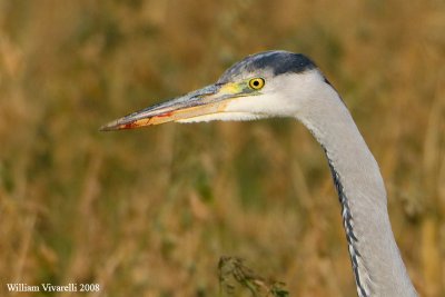 airone cenerino (Ardea cinerea)