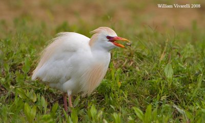 airone guardabuoi (Ardeola ibis)