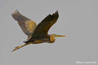 airone rosso (Ardea purpurea)