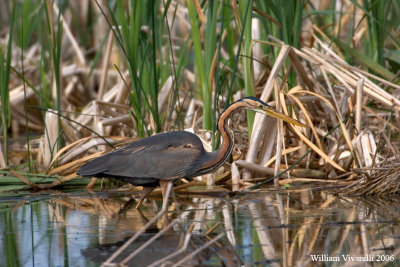 airone rosso (Ardea purpurea)