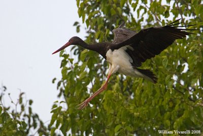 cicogna nera (Ciconia nigra)