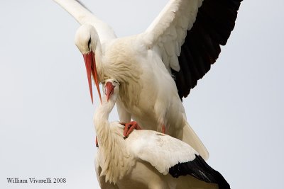 cicogna (ciconia ciconia)