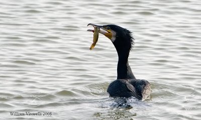 cormorano (Phalacrorax carbo)