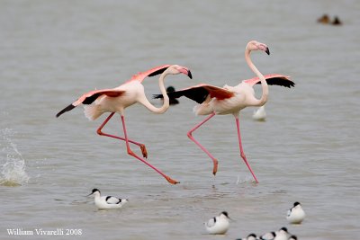 fenicottero (Phoenicopterus rubens)