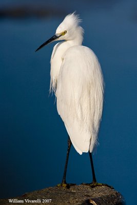 garzetta (Egretta garzetta)