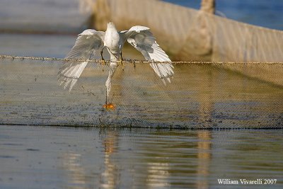 garzetta (Egretta garzetta)