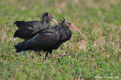 ibis eremita (Geronticus eremita)