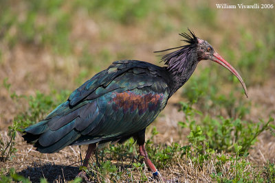 ibis eremita (Geronticus eremita)