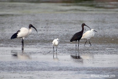 ibis sacro (Threskiornis aethipicus)  mignattaio (Plegali falcinellus)